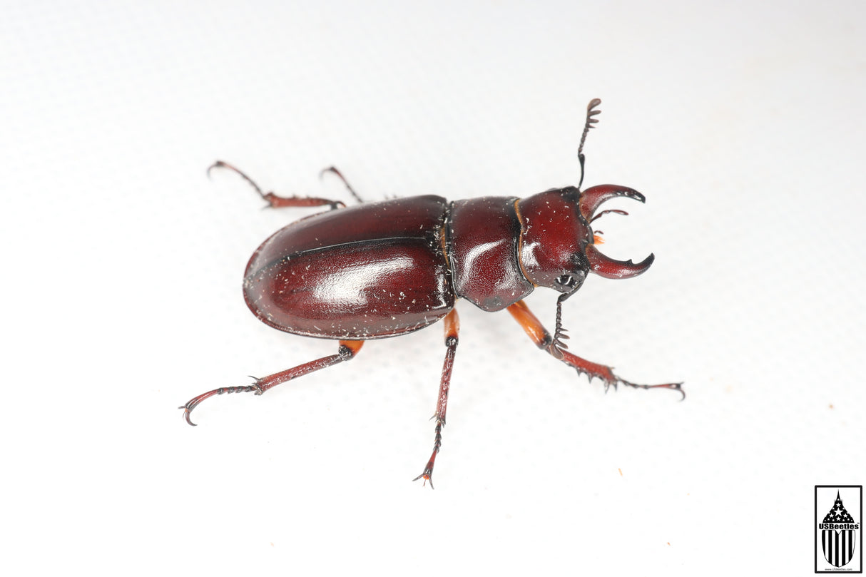 Reddish-brown Stag Beetle (Lucanus capreolus)