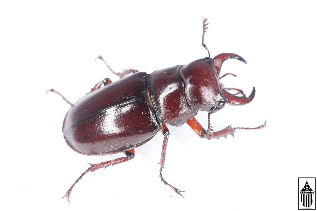 Reddish-brown Stag Beetle (Lucanus capreolus)