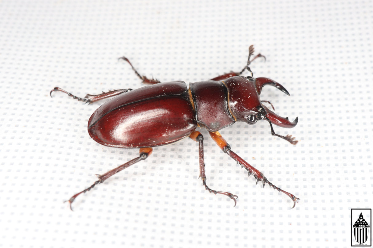 Reddish-brown Stag Beetle (Lucanus capreolus)