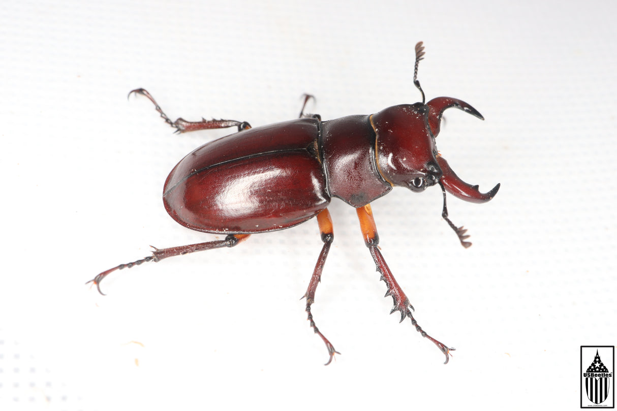 Reddish-brown Stag Beetle (Lucanus capreolus)