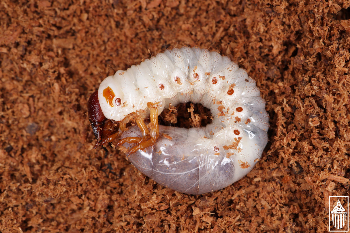 Smooth Ox Beetle (Strategus antaeus) larva.