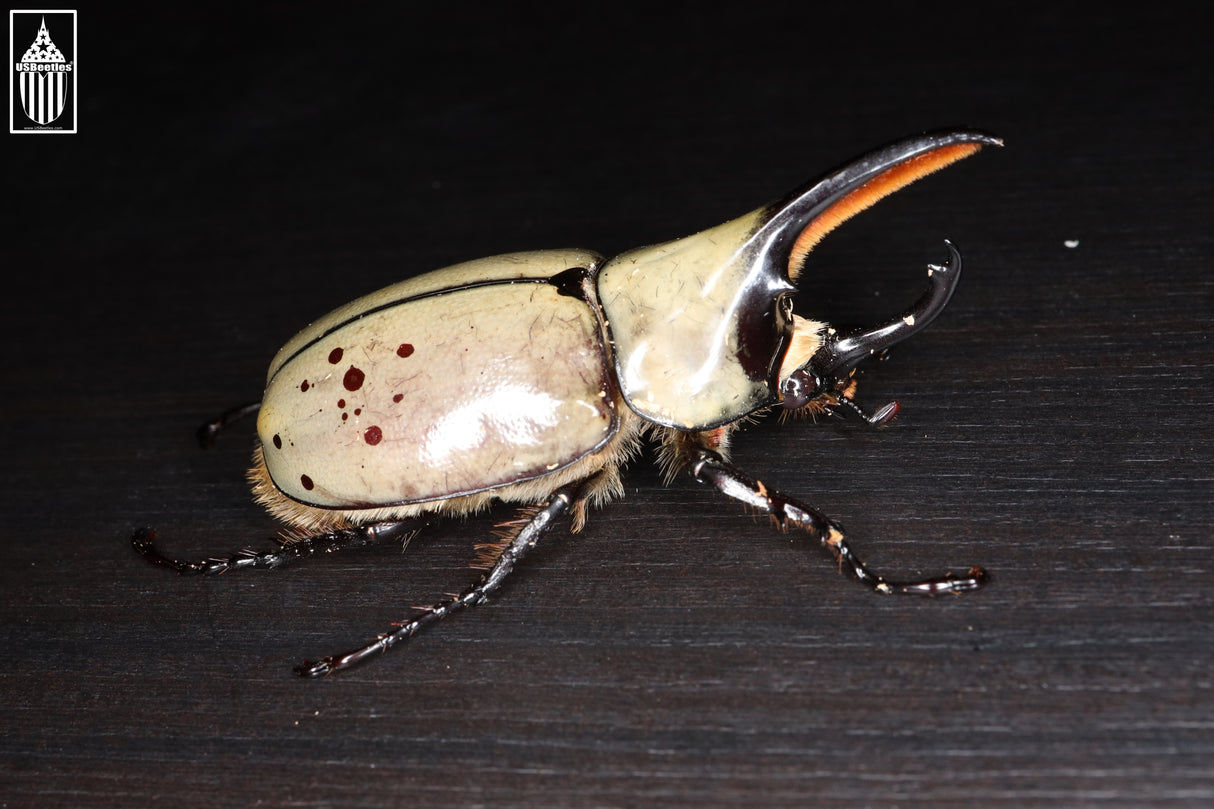 Western Hercules Beetle (Dynastes grantii)
