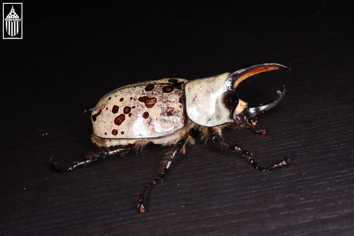 Western Hercules Beetle (Dynastes grantii)