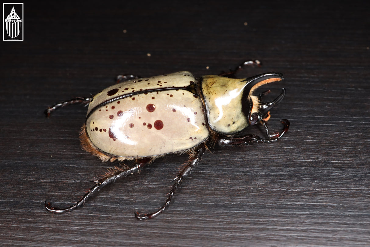 Western Hercules Beetle (Dynastes grantii)
