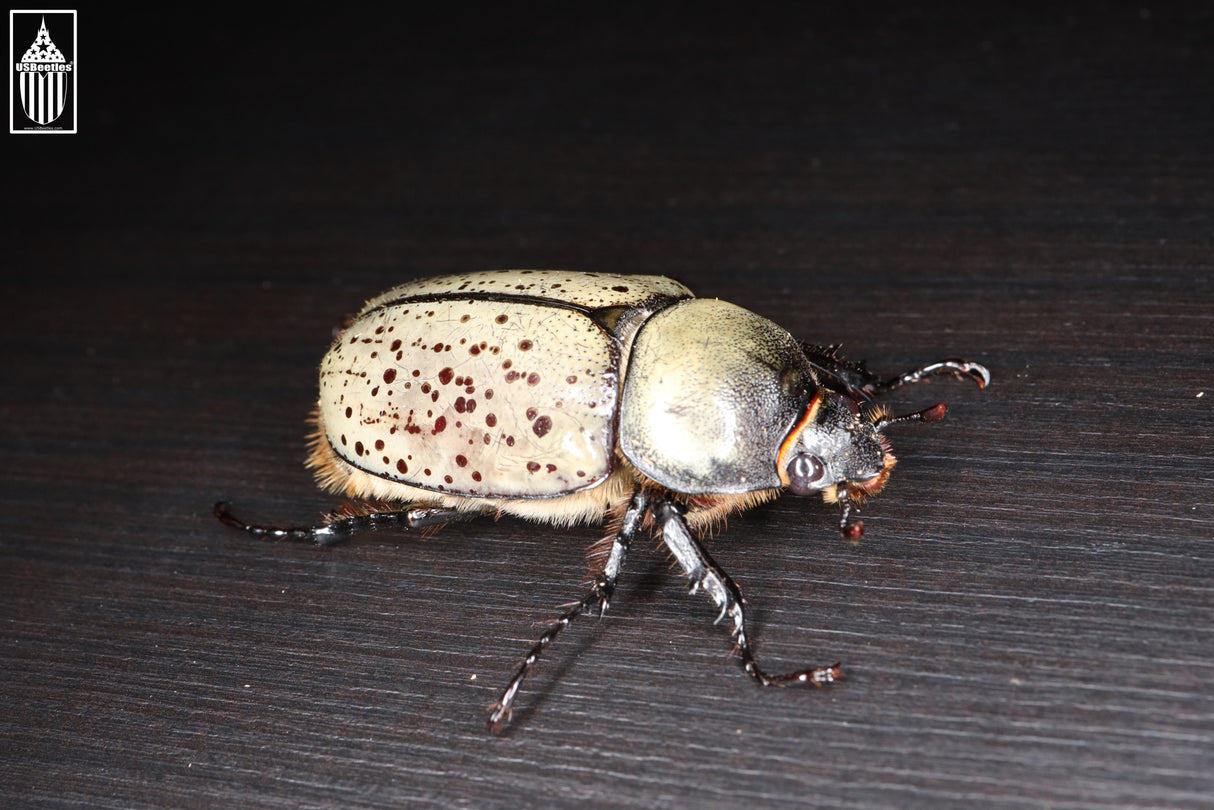 Western Hercules Beetle (Dynastes grantii)