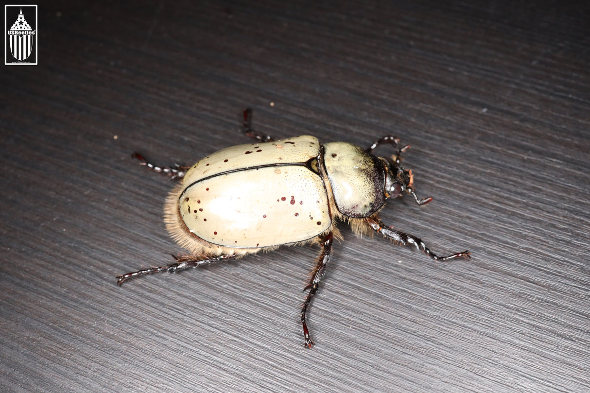 Western Hercules Beetle (Dynastes grantii)