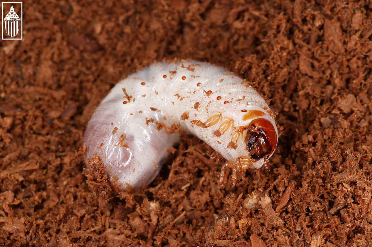 Hermit Flower Beetle (Osmoderma subplanata) larva