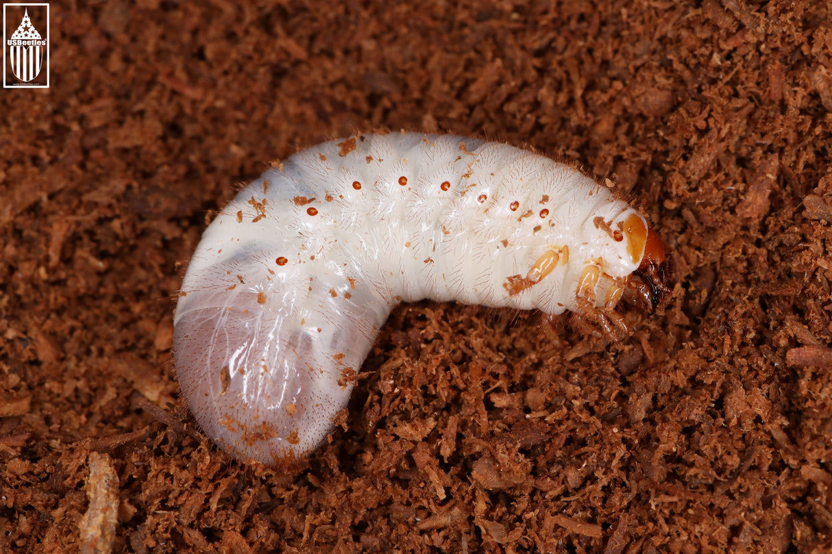 Hermit Flower Beetle (Osmoderma subplanata) larva