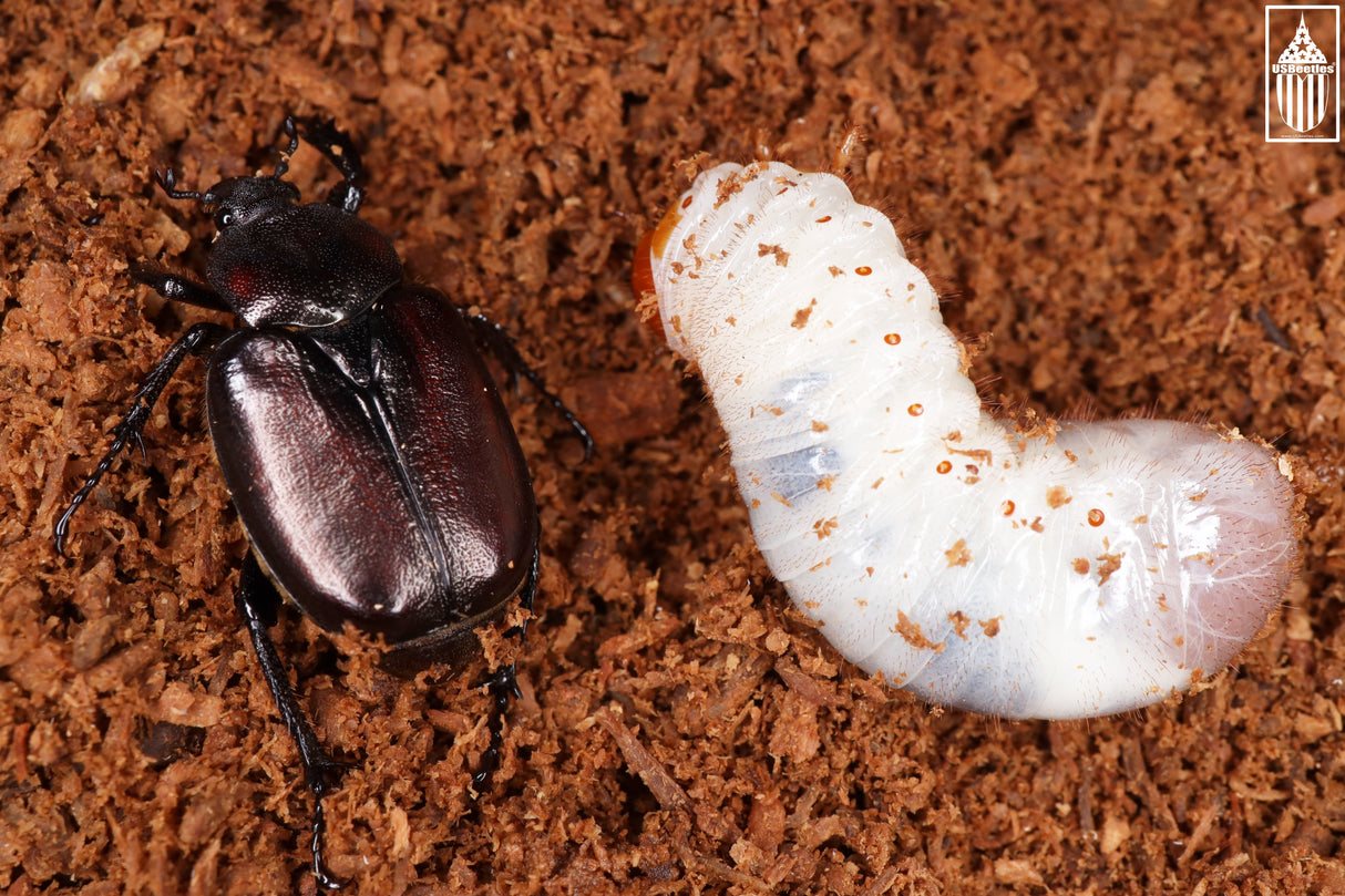Hermit Flower Beetle (Osmoderma subplanata) larva