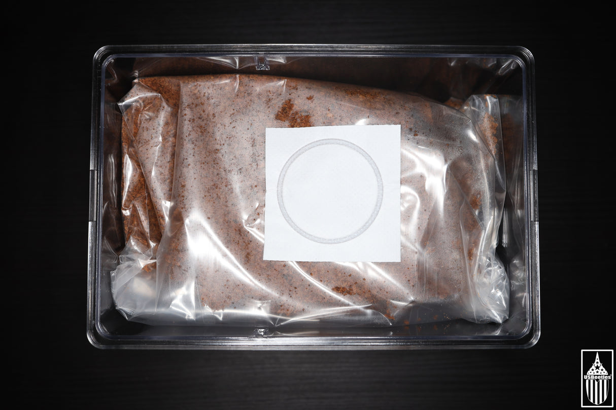 All in one Beetle/Larva Breeding Kit.