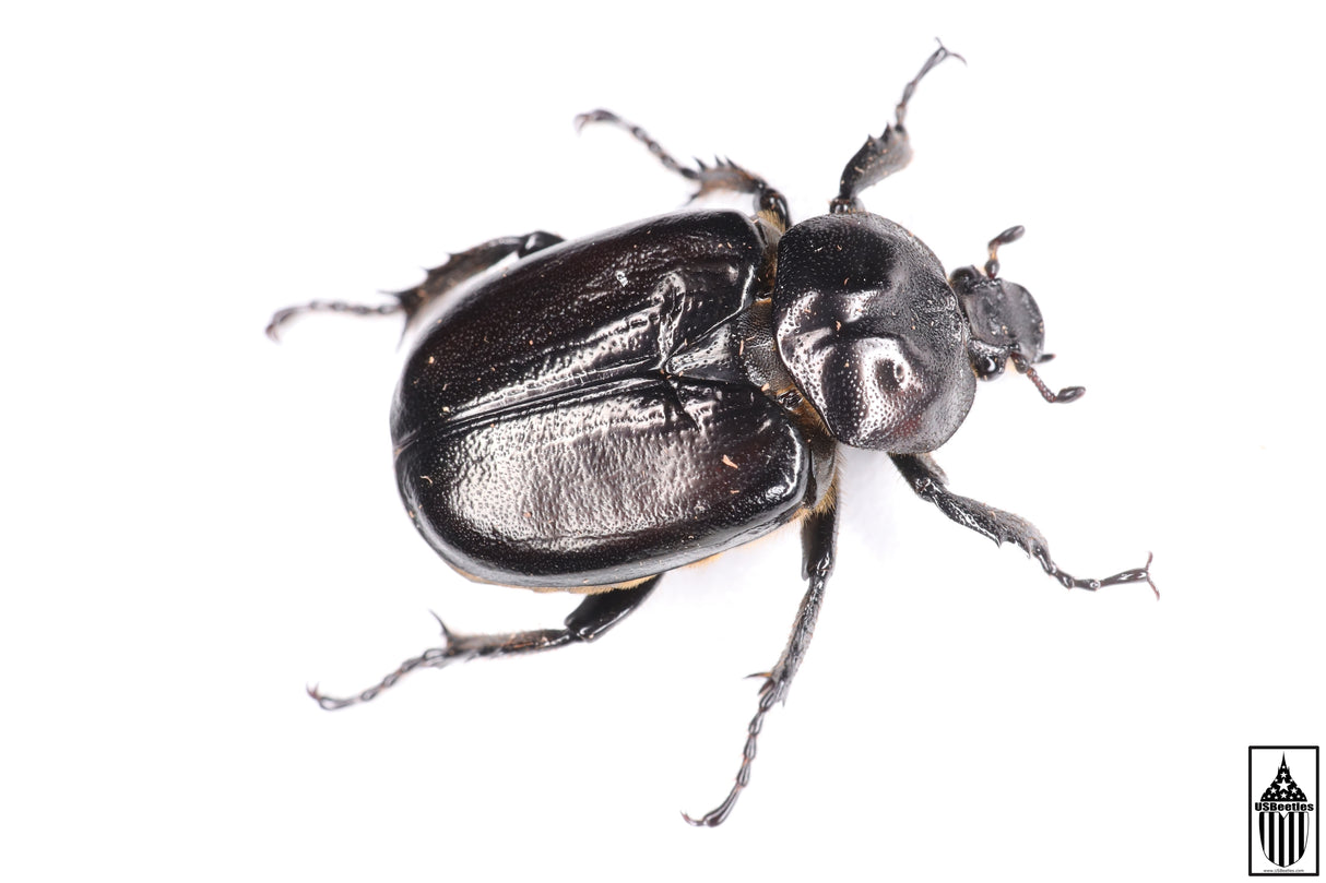 Hermit Flower Beetle (Osmoderma subplanata)