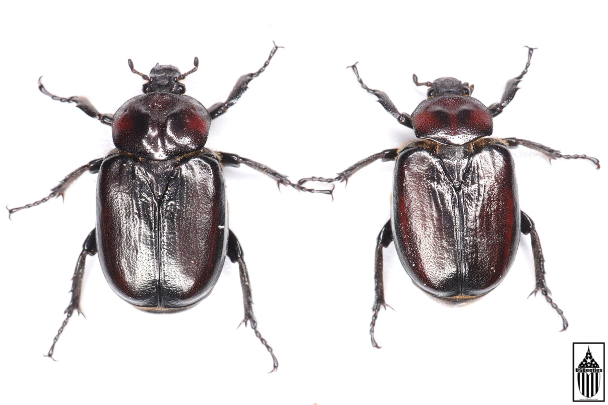 Hermit Flower Beetle (Osmoderma subplanata)