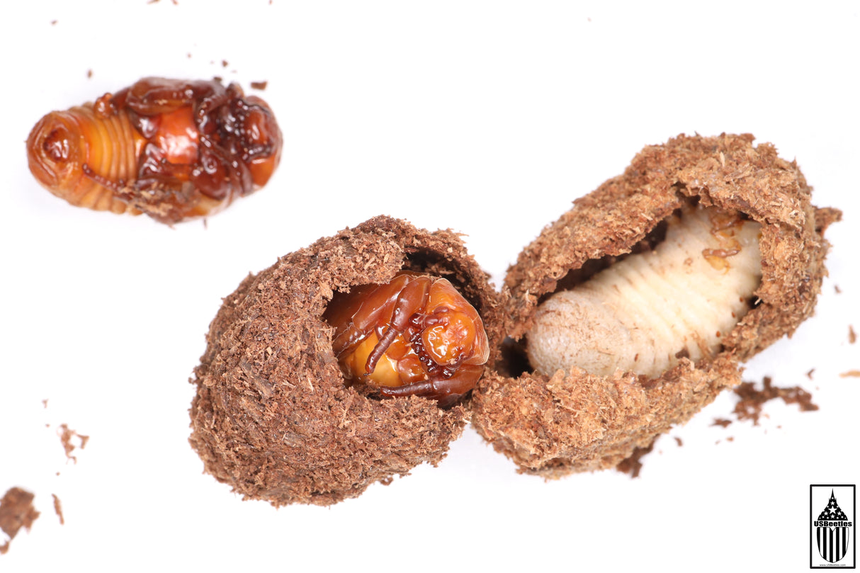 Hermit Flower Beetle (Osmoderma subplanata) larva