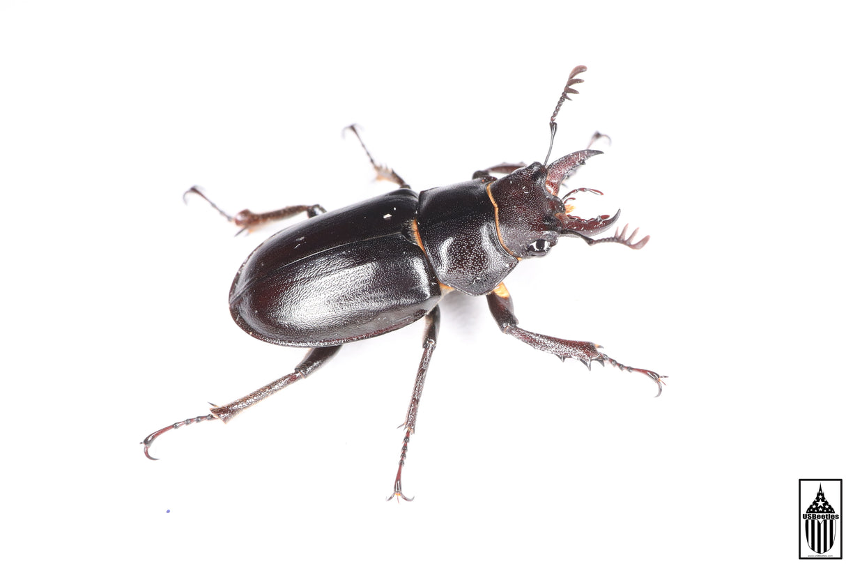 Smooth Stag Beetle (Lucanus placidus)