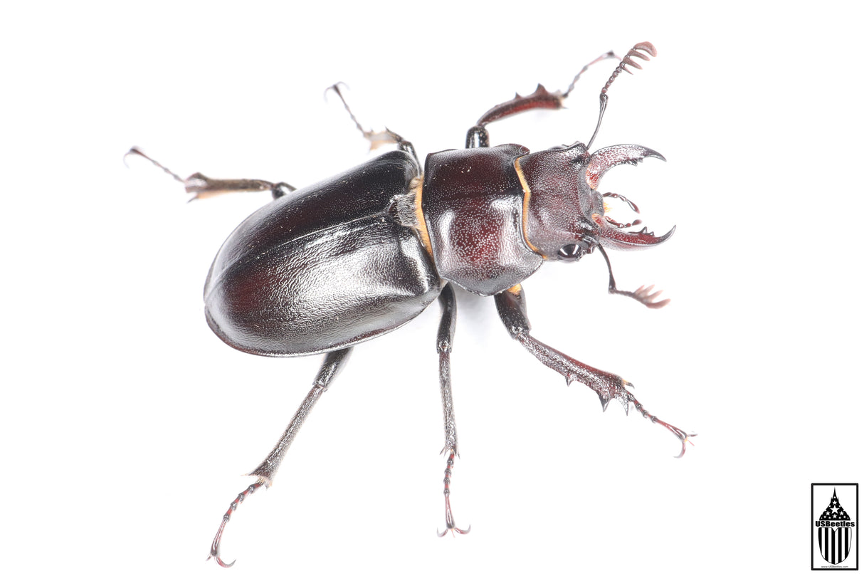 Smooth Stag Beetle (Lucanus placidus)