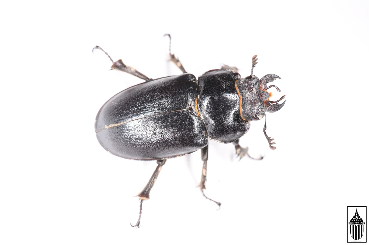 Smooth Stag Beetle (Lucanus placidus)