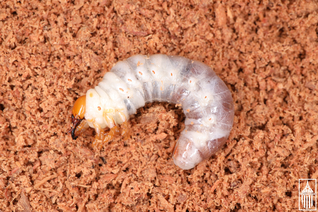 Smooth Stag Beetle (Lucanus placidus) larva.