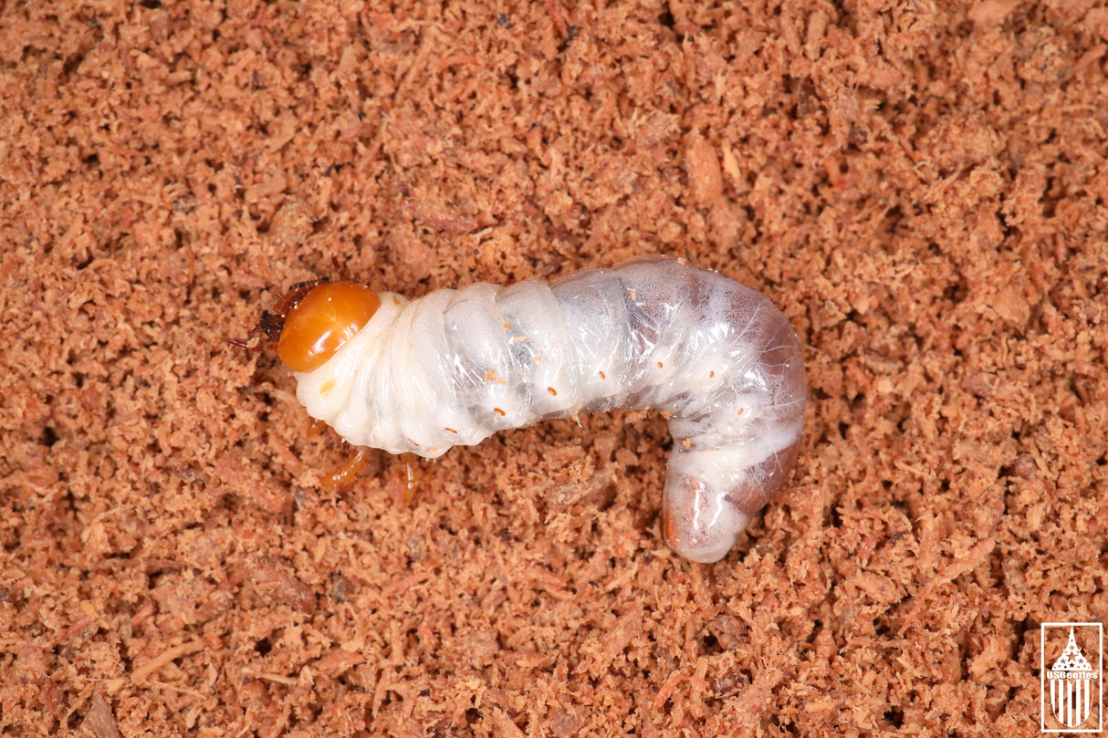 Smooth Stag Beetle (Lucanus placidus) larva.