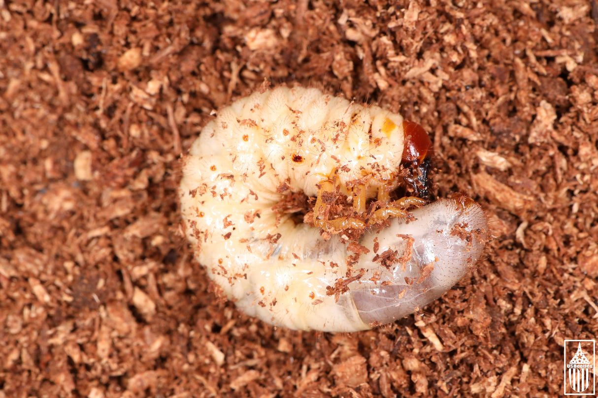 Leconte's Glorious Beetle (Chrysina lecontei) larva