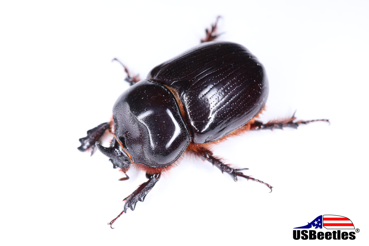 Rhinoceros Beetle (Xyloryctes thestalus)