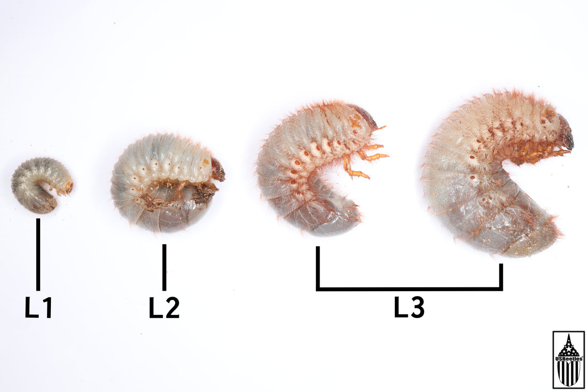 Texas Elephant Beetle (Megasoma vogti) larva.