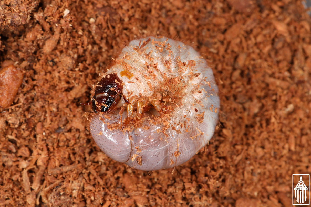 Texas Elephant Beetle (Megasoma vogti) larva.
