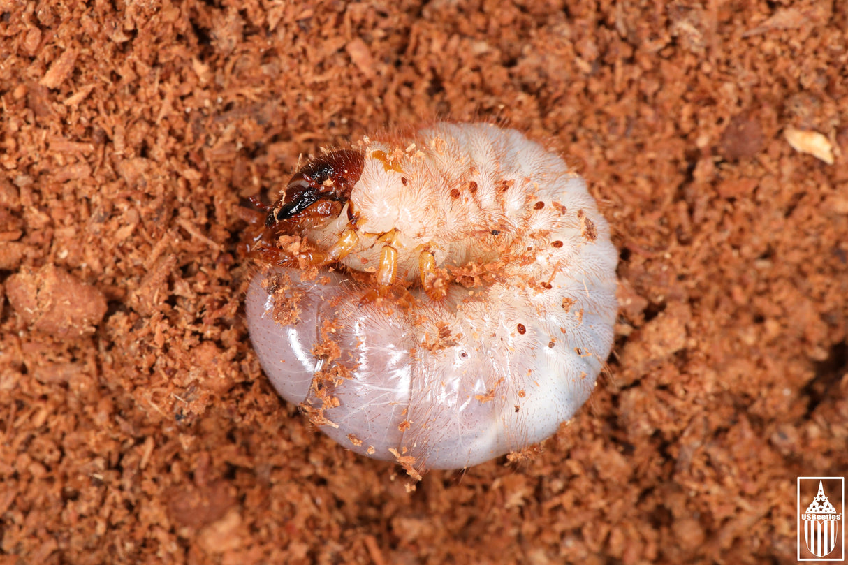 Texas Elephant Beetle (Megasoma vogti) larva.