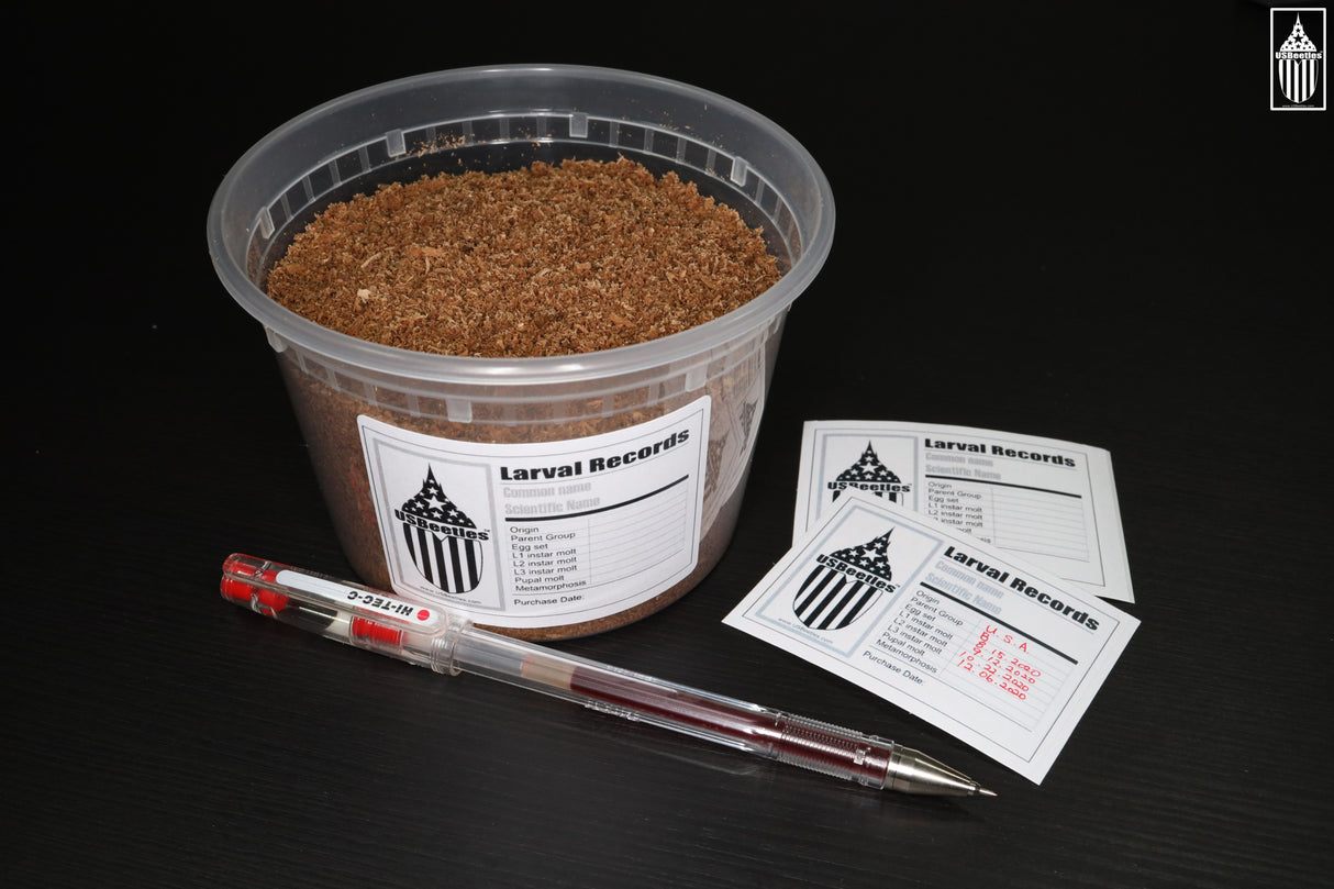 Giant Stag Beetle (Lucanus elaphus) larva.