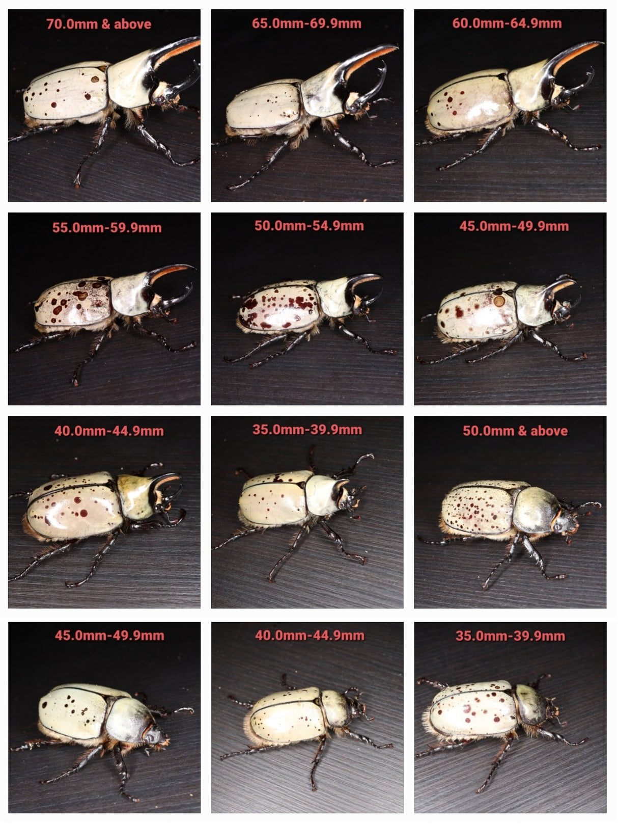 Western Hercules Beetle (Dynastes grantii)