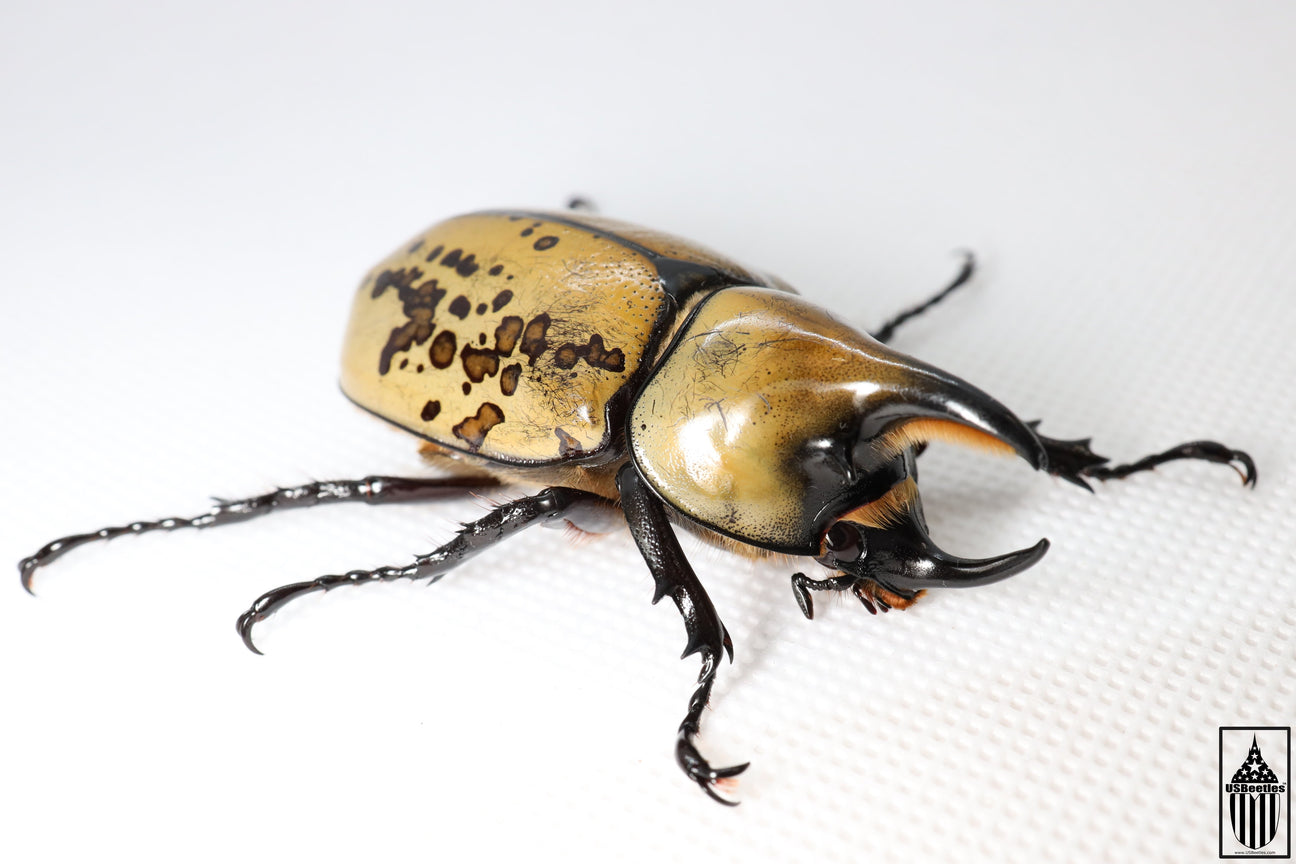 Eastern Hercules Beetle