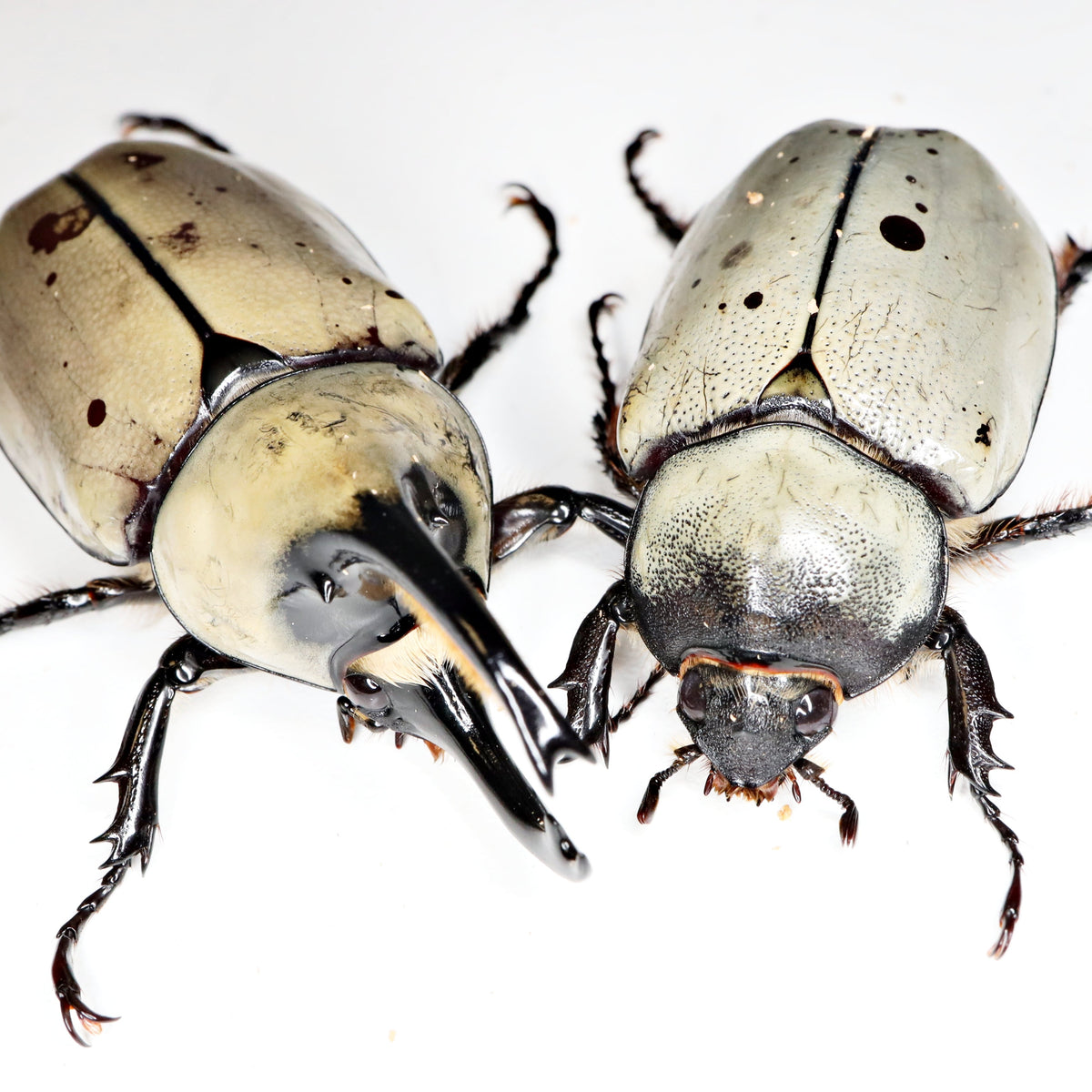 In Stock Beetles – USBeetles