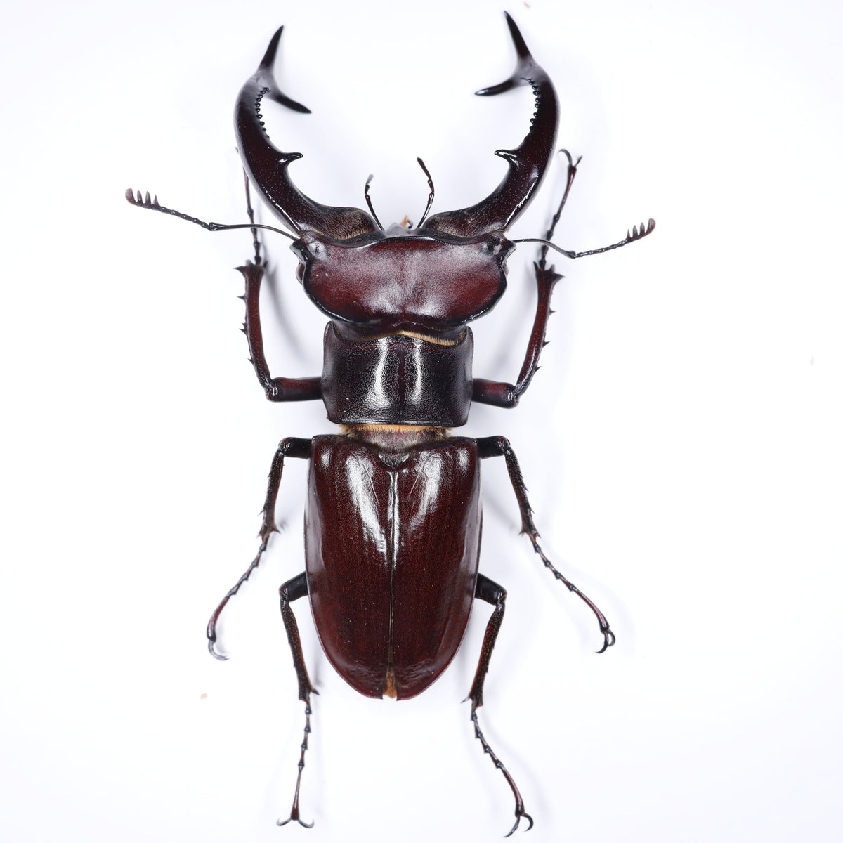 In Stock Specimen – USBeetles