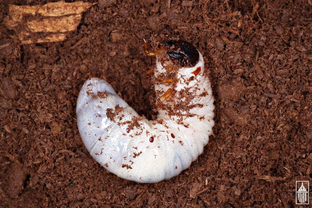 In Stock L2/L3 – USBeetles