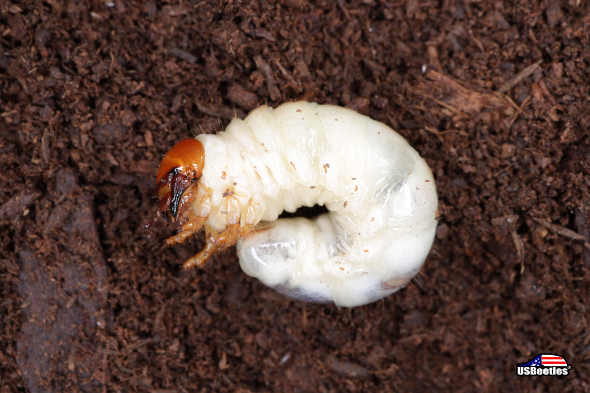 Giant Stag Beetle (Lucanus elaphus) larva.