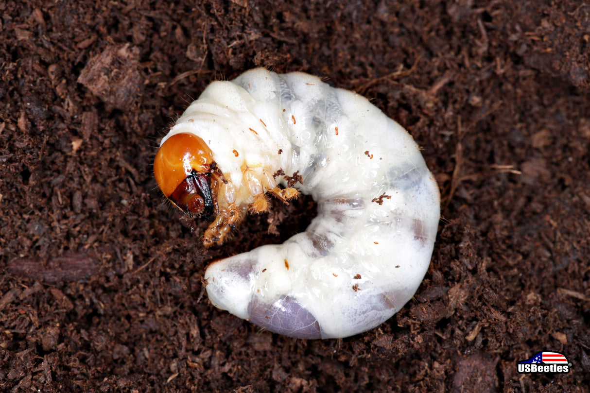 Giant Stag Beetle (Lucanus elaphus) larva.