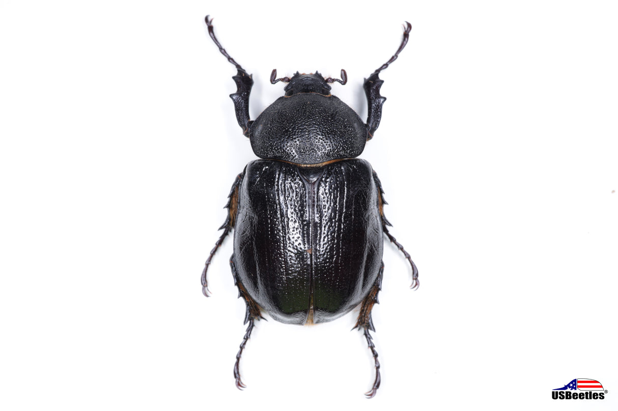 Texas Elephant Beetle (Megasoma vogti) - Specimen