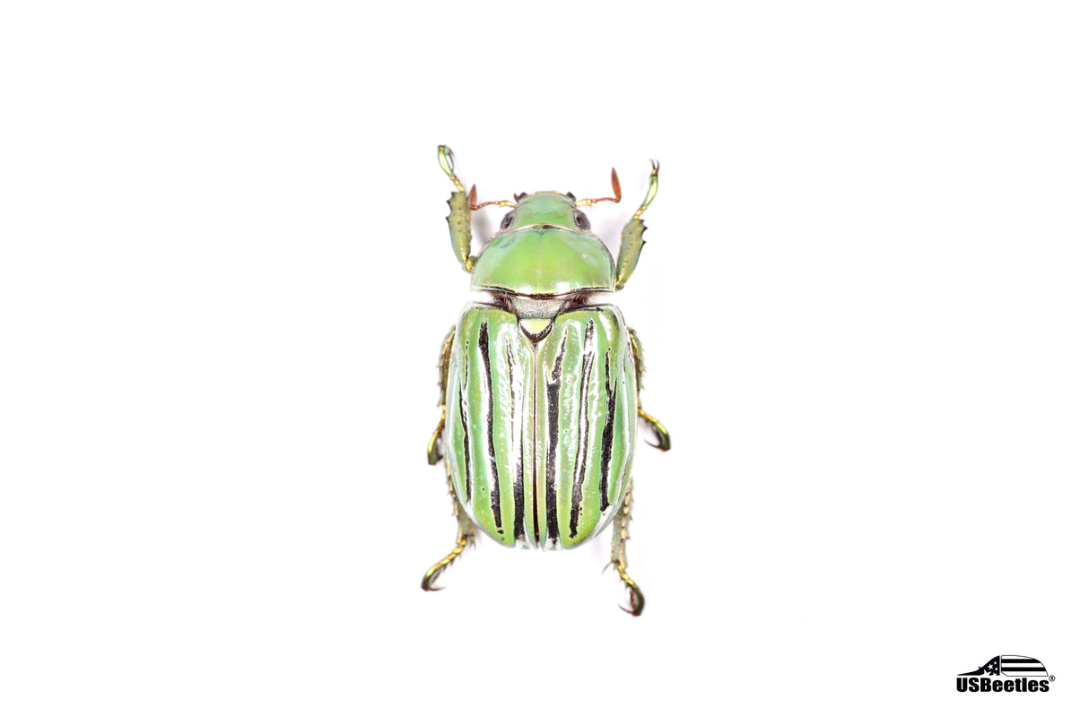 Glorious Jewel Scarab (Chrysina gloriosa) - Specimen