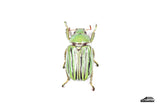 Glorious Jewel Scarab (Chrysina gloriosa) - Specimen