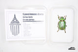 Glorious Jewel Scarab (Chrysina gloriosa) - Specimen