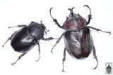Texas Elephant Beetle (Megasoma vogti)
