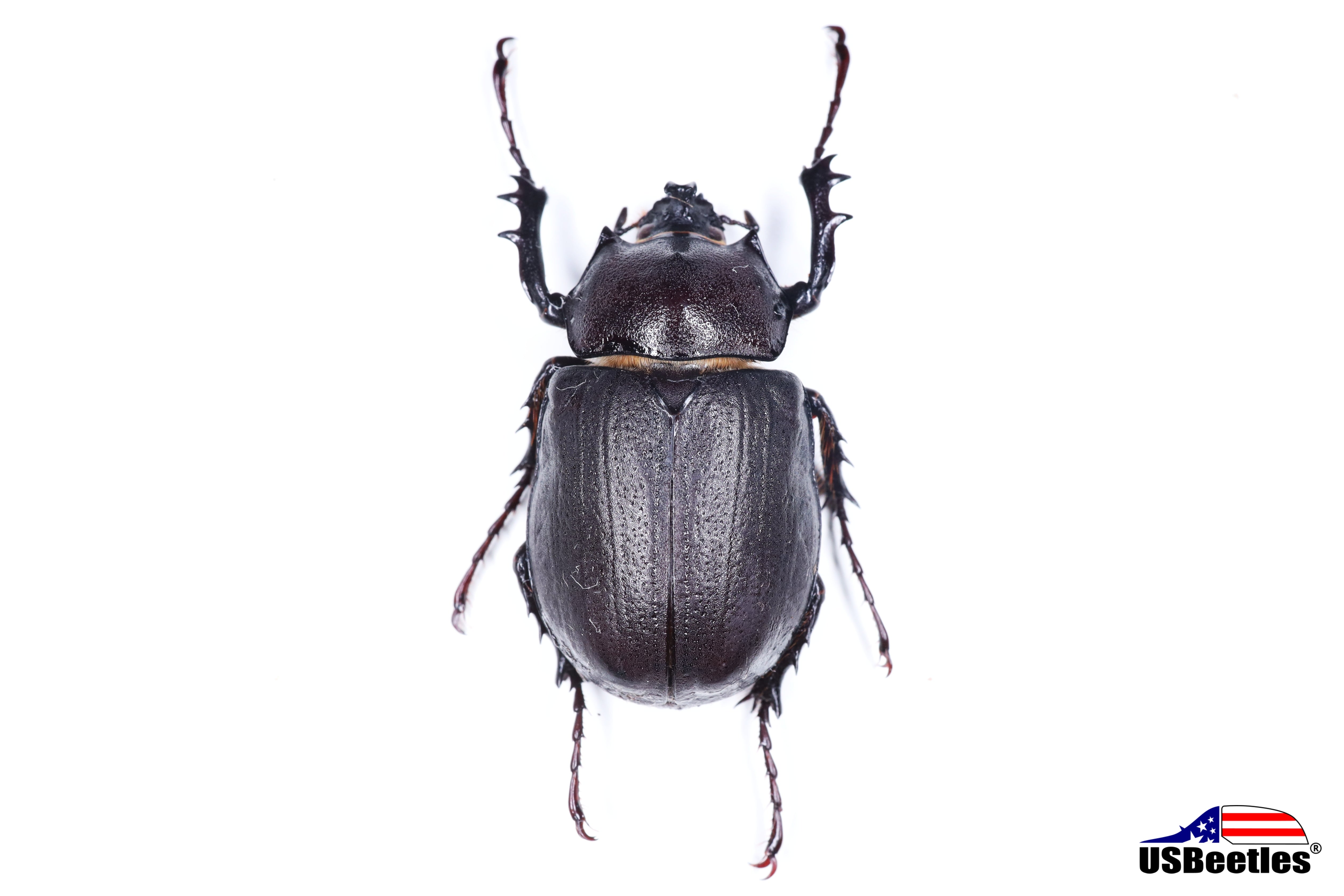 Specimen – USBeetles