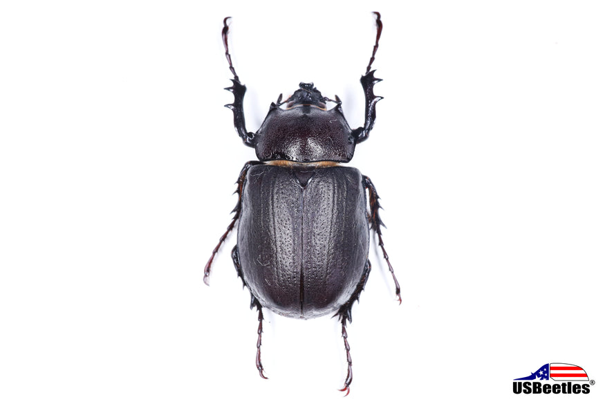 In Stock Specimen – USBeetles