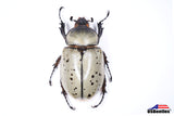 Western Hercules Beetle (Dynastes grantii) - Specimen
