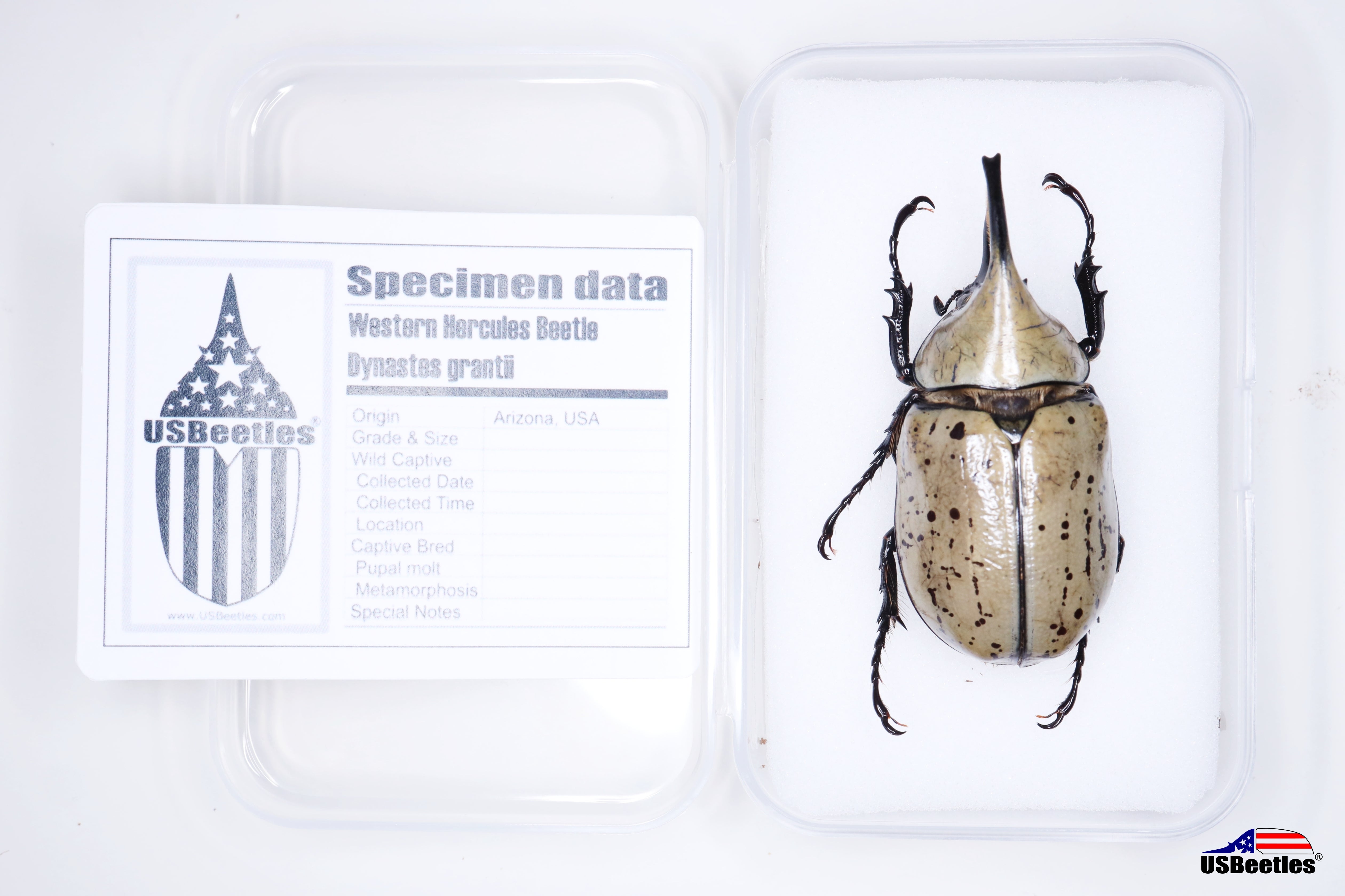 Western Hercules Beetle (Dynastes grantii) - Specimen – USBeetles