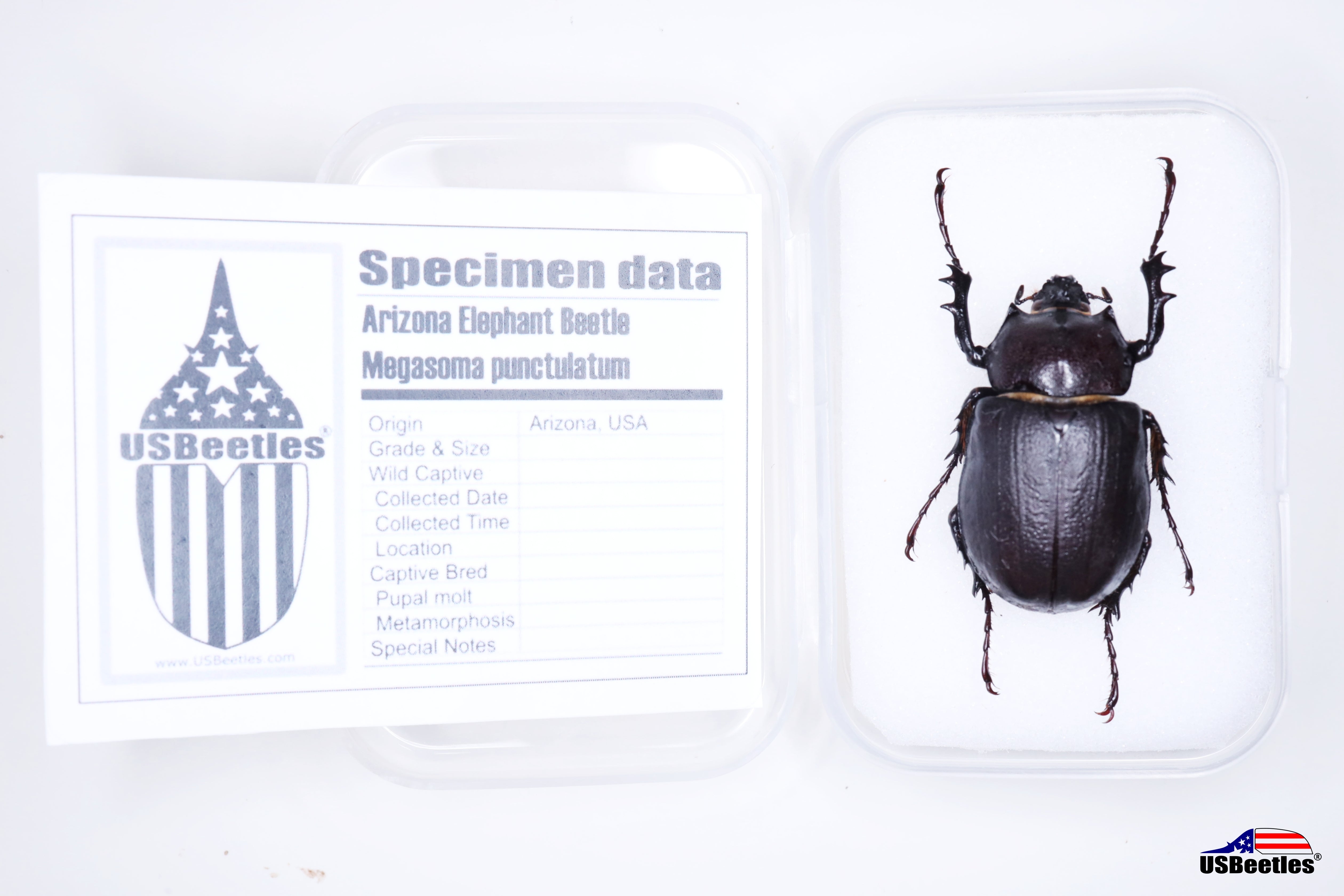 Specimen – USBeetles