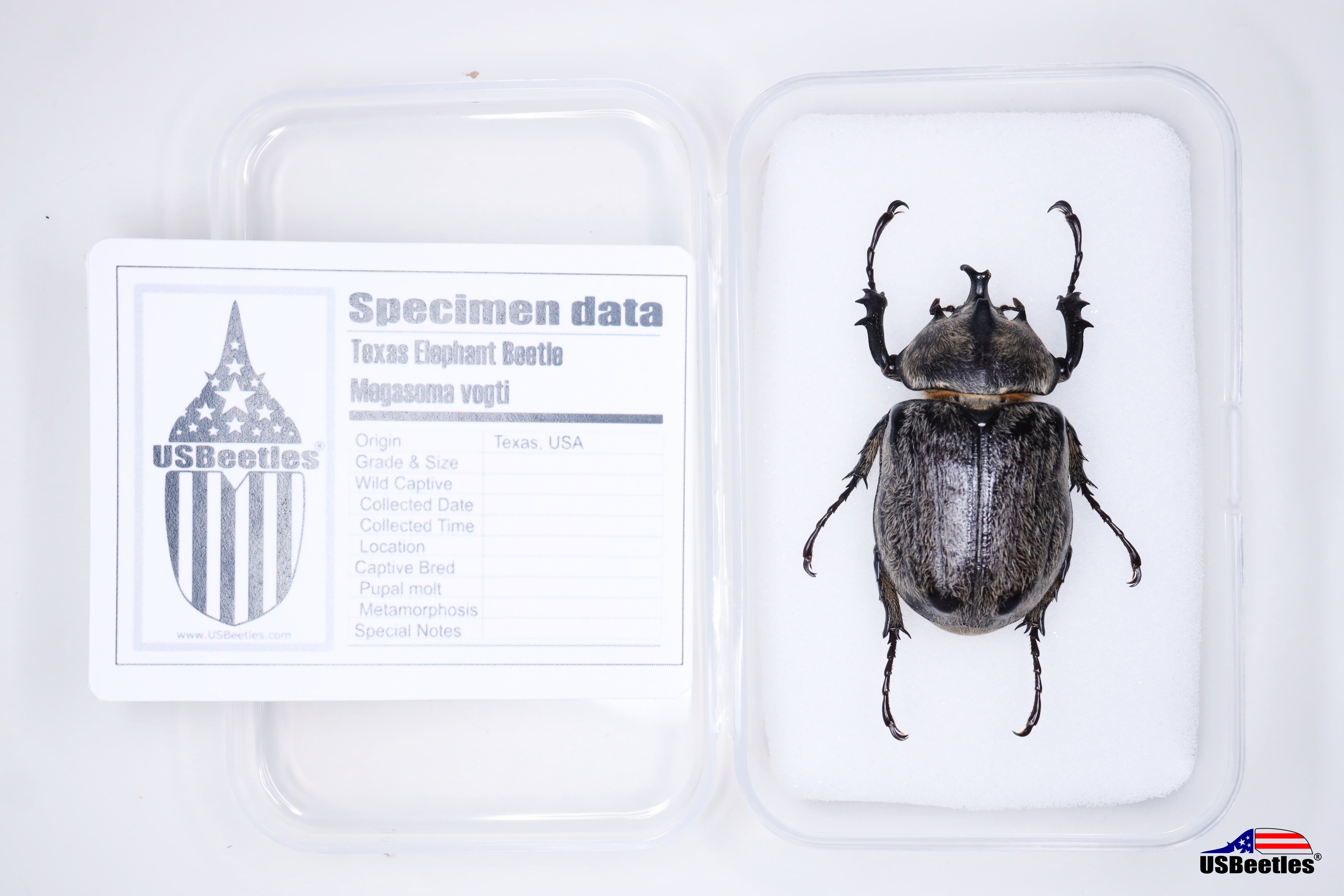 Texas Elephant Beetle (Megasoma vogti) - Specimen – USBeetles
