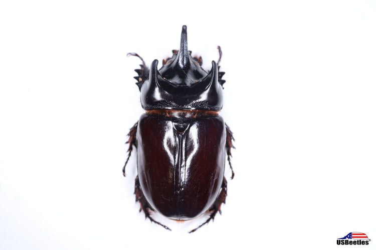 In Stock Specimen – USBeetles