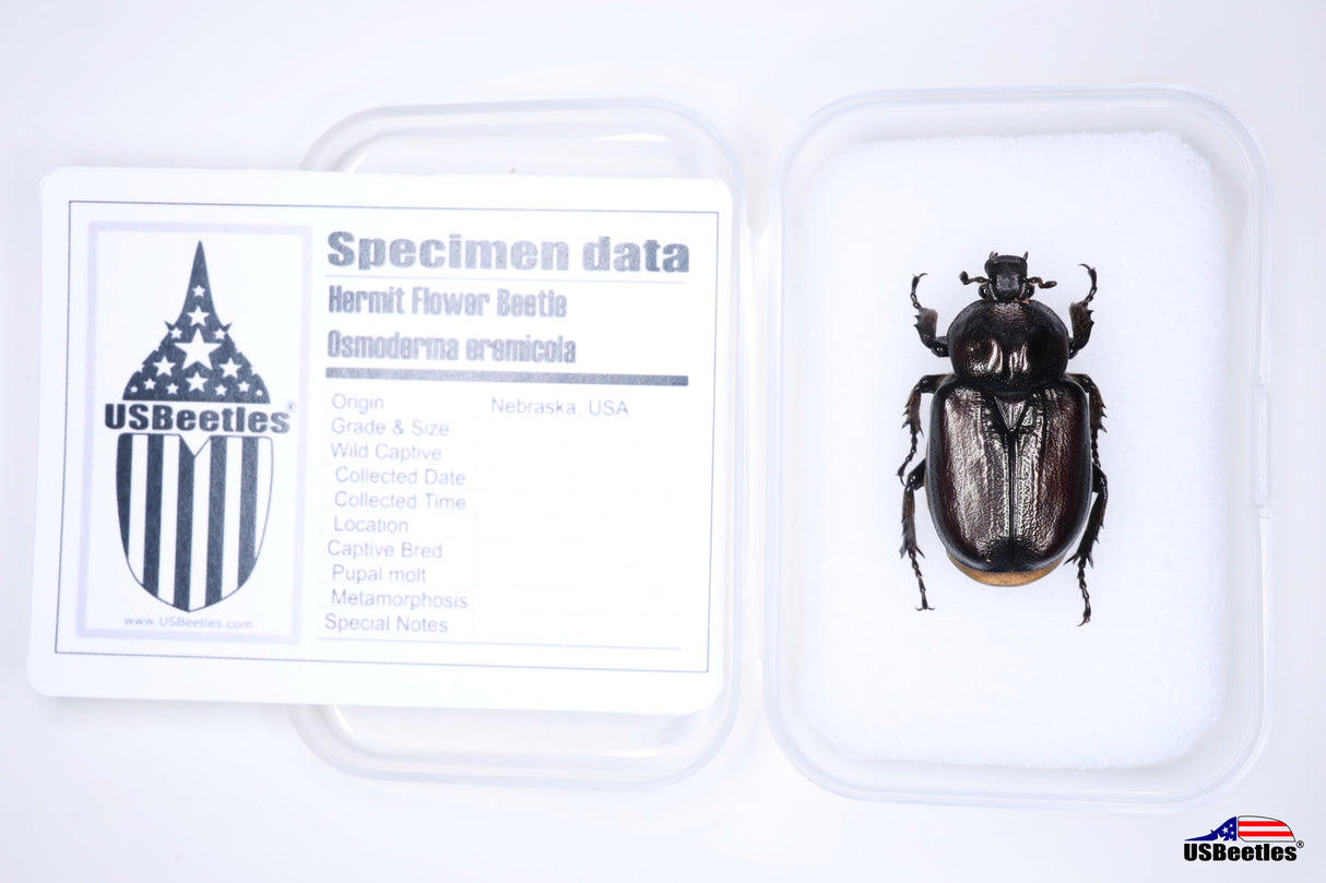 Hermit Flower Beetle (Osmoderma subplanata) - Specimen