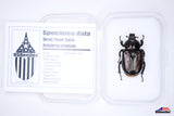 Hermit Flower Beetle (Osmoderma subplanata) - Specimen