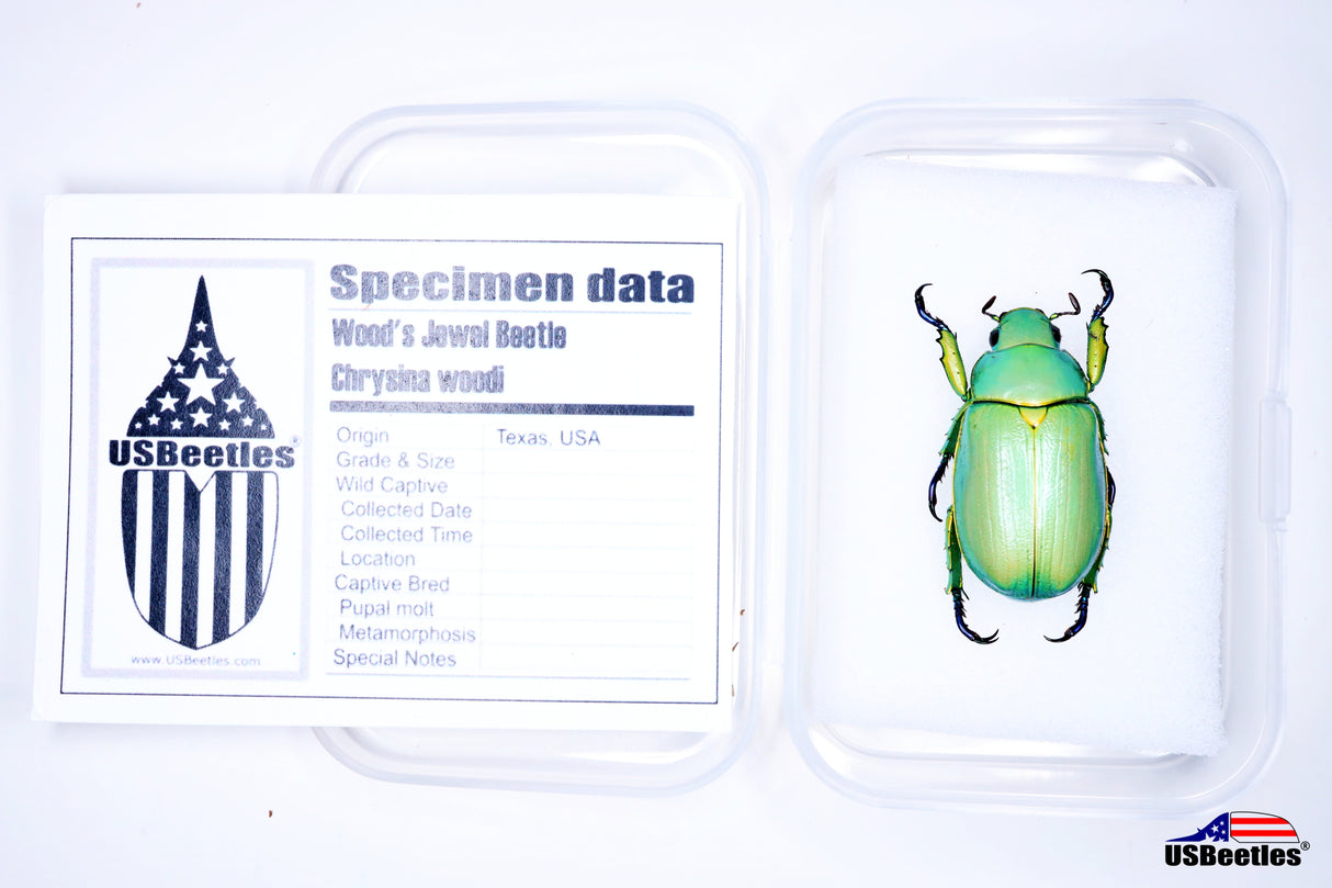 Wood's Jewel Beetle (Chrysina woodi) - Specimen